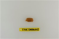 藏品(肉球皺蟹)的圖片